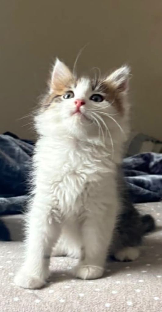 Kittens looking for new home 