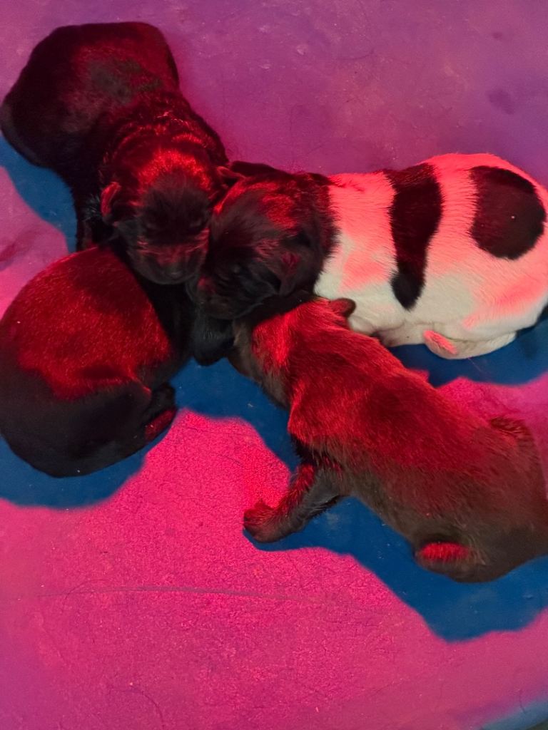 Newfoundland puppies