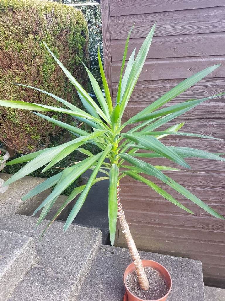 Mature Yucca plant.
