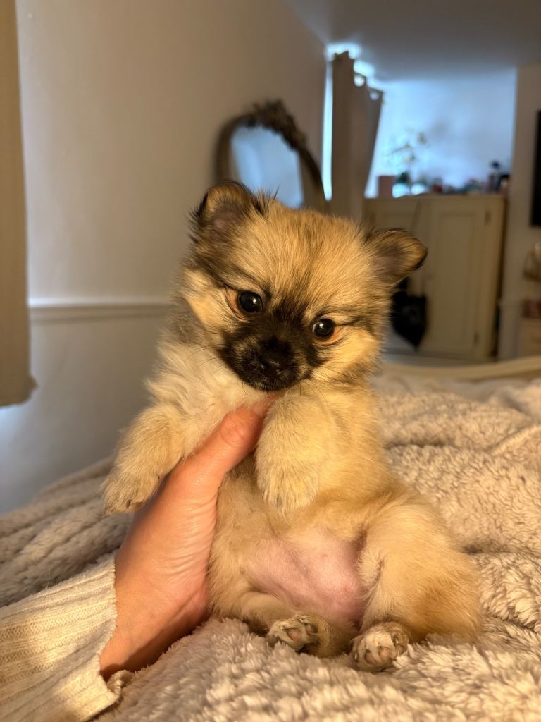 Female long haired chihuahua puppy 
