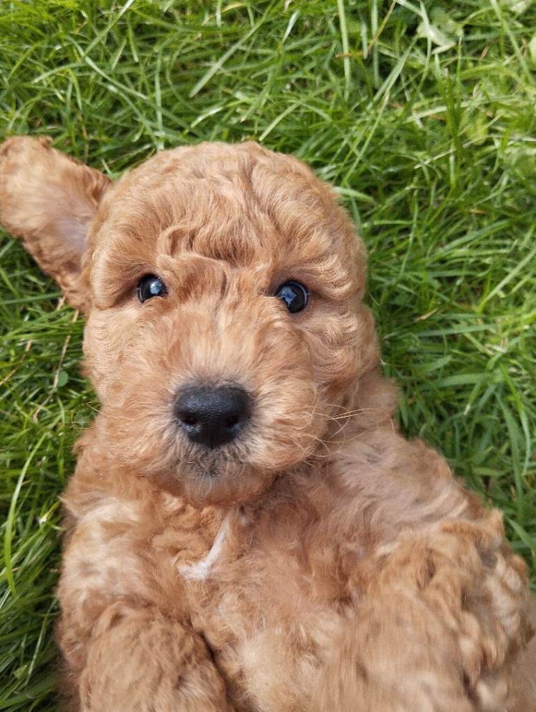 🐾 Miniature Labradoodle Puppies – 2 Boys Available 🐾