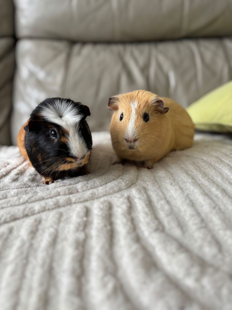 guinea pigs, two males 