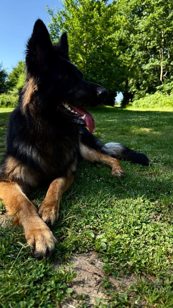 Female German Shepherd Dog