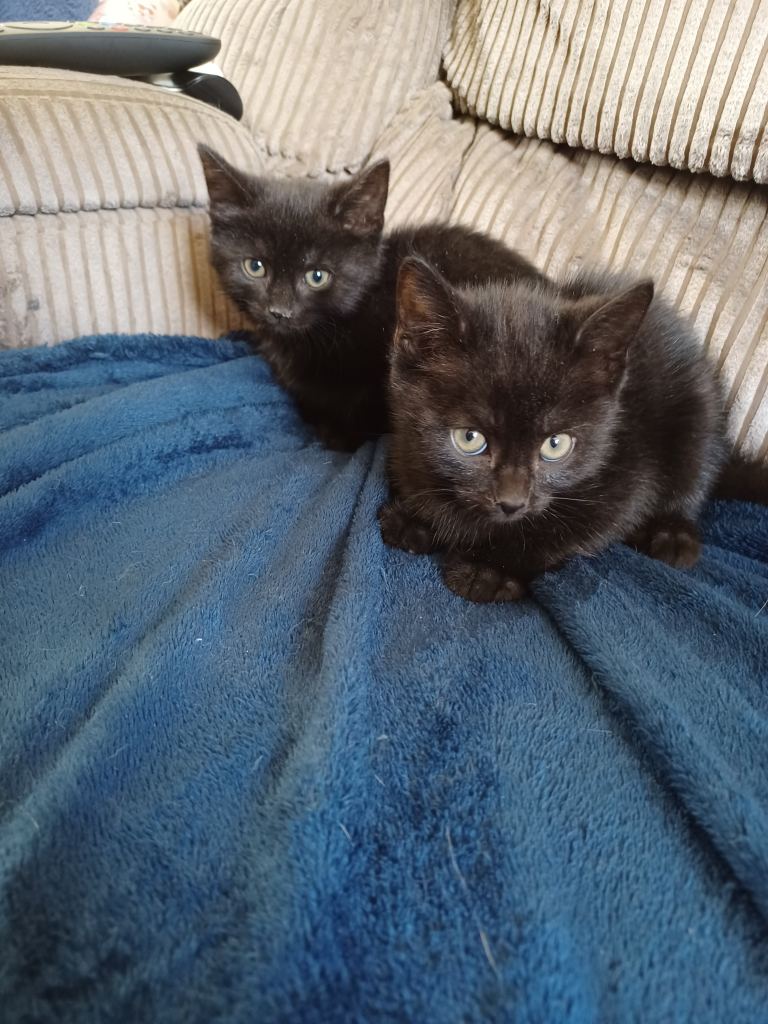 2 beautiful kittens looking for their forever home 