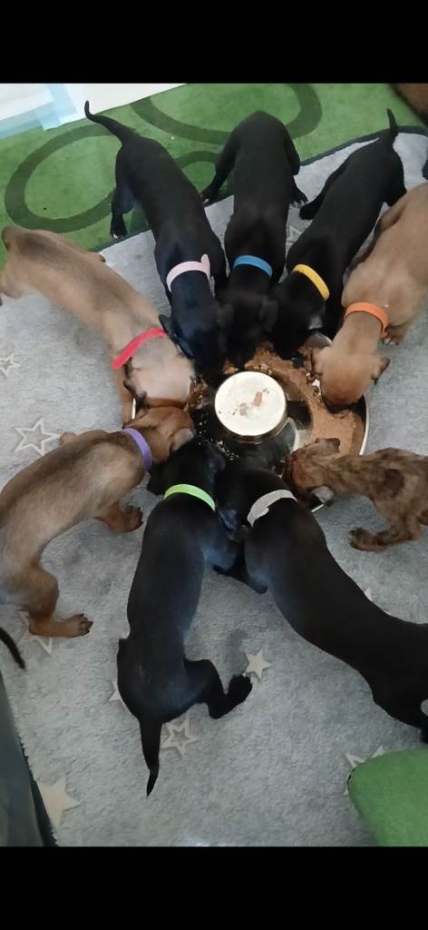 whippet / greyhound saluki whippet pups