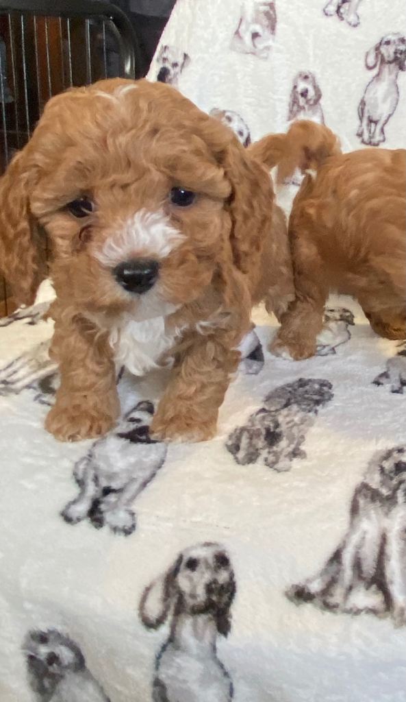 Cavapoochon puppies 