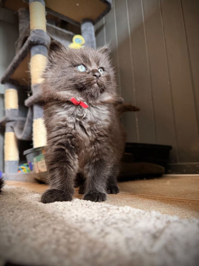 Black Smoke Ragcoon Kittens