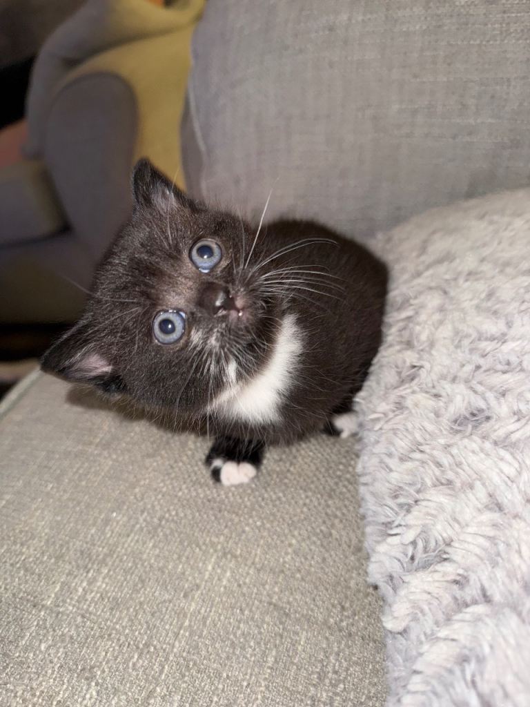 British short hair cross 