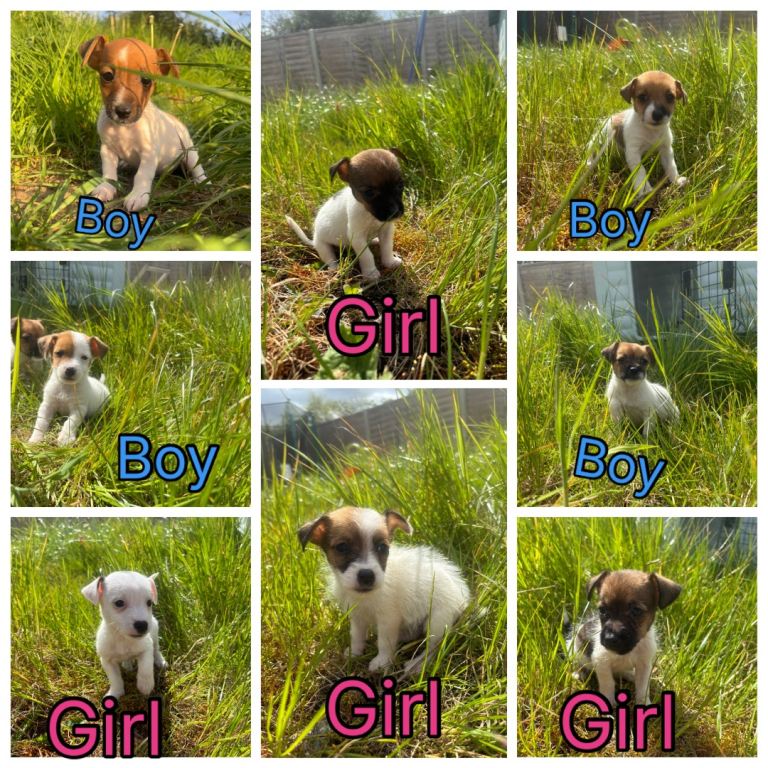  Jack Russell 