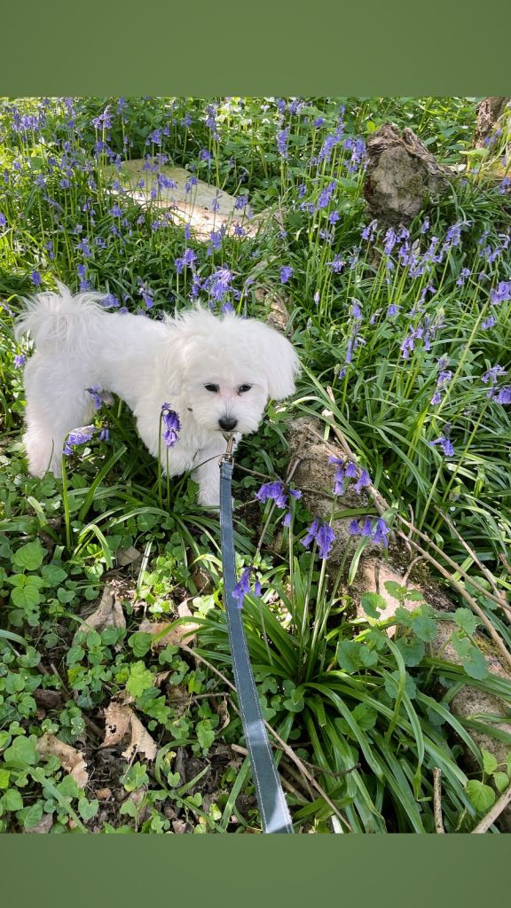 Maltese X Bichon for rehoming