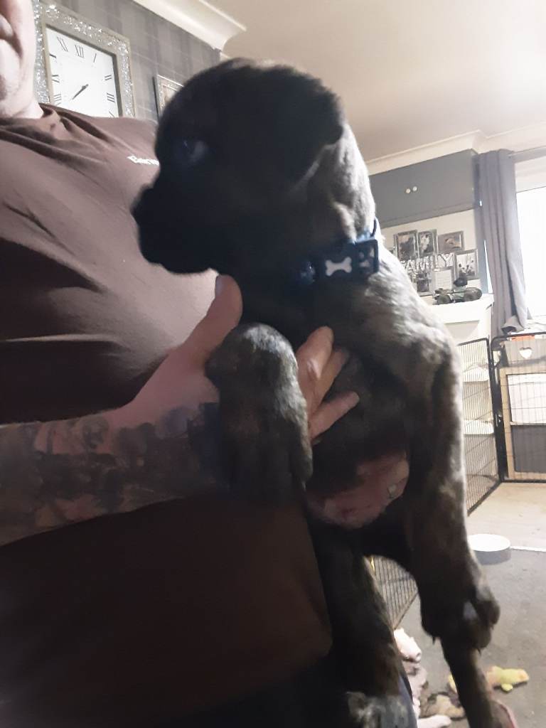 3/4 bullmastiff 1/4 rottie