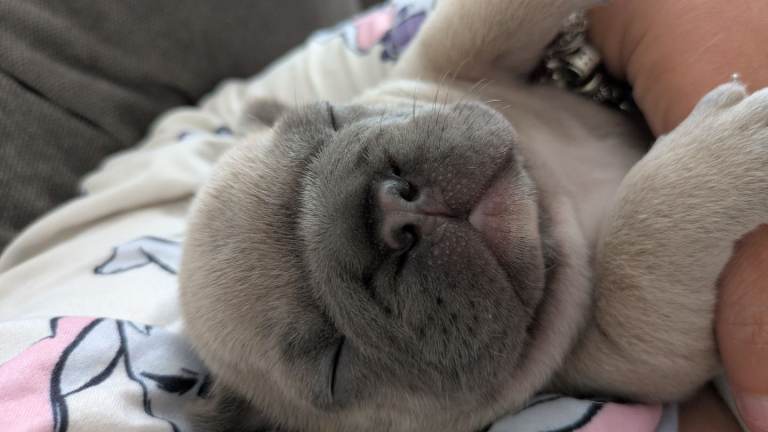 French Bulldog Puppy ❤️💙