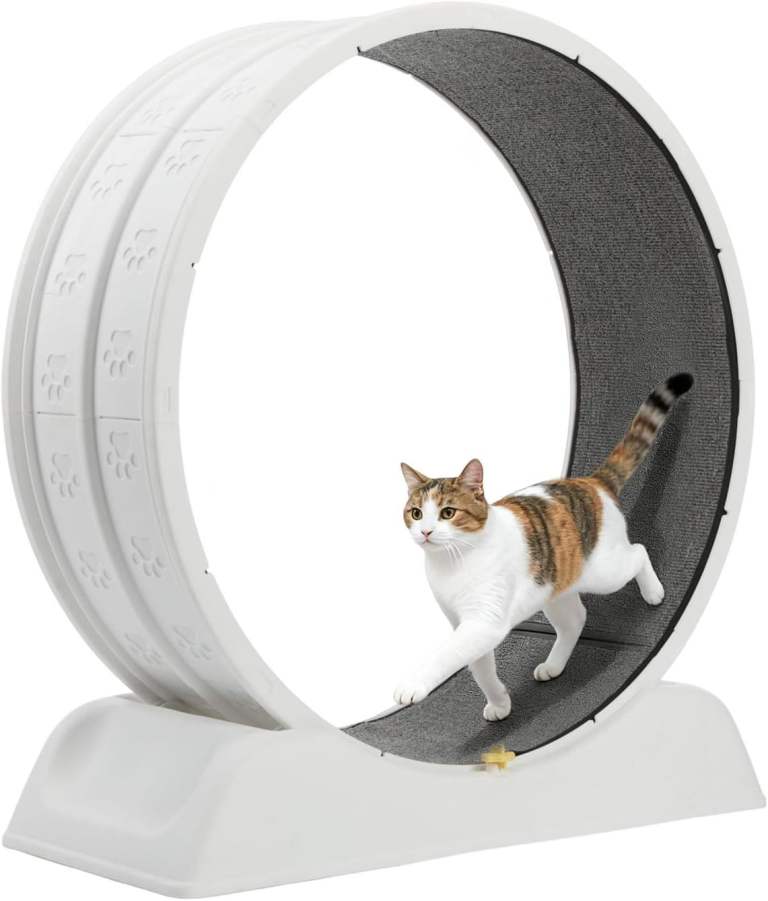 Large cat wheel / treadmill