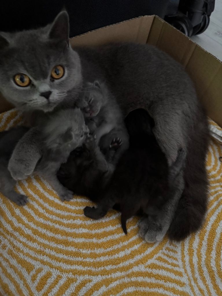 British shorthair X Domestic kittens