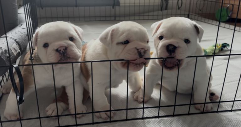 English Bulldogs 