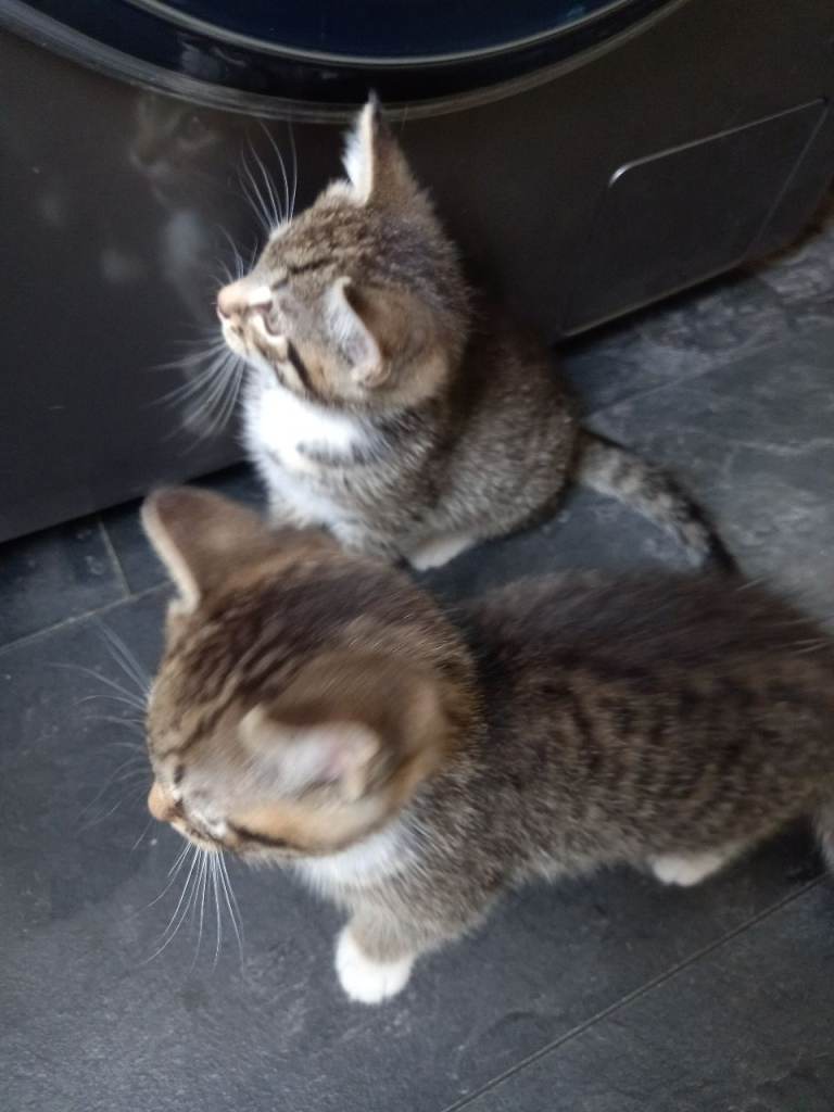 ** price drop**Cute playful kittensc