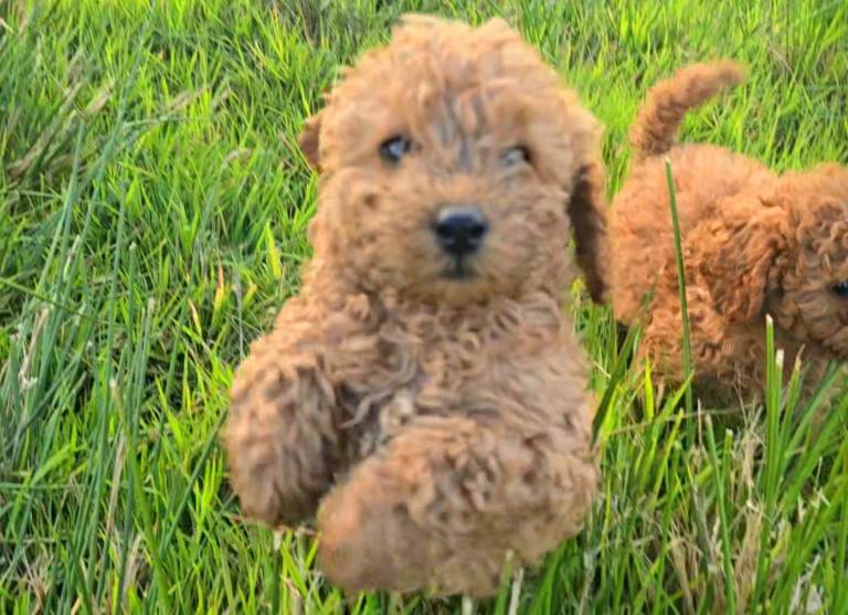 Toy poodle puppy for sale