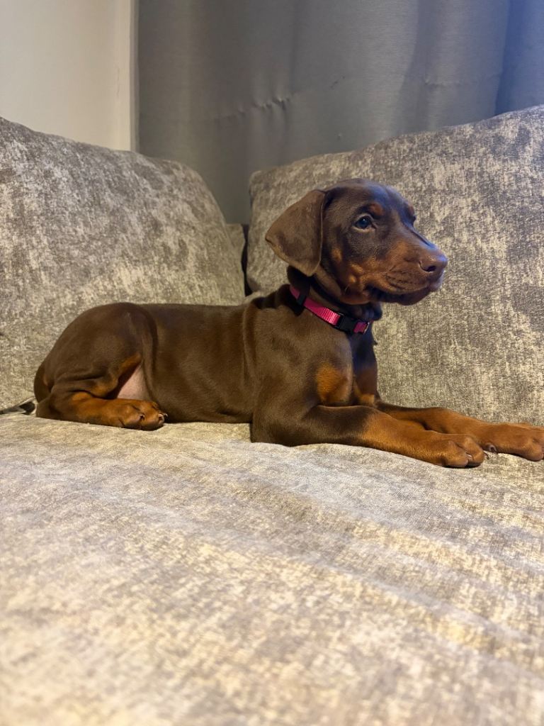 European Doberman puppies 