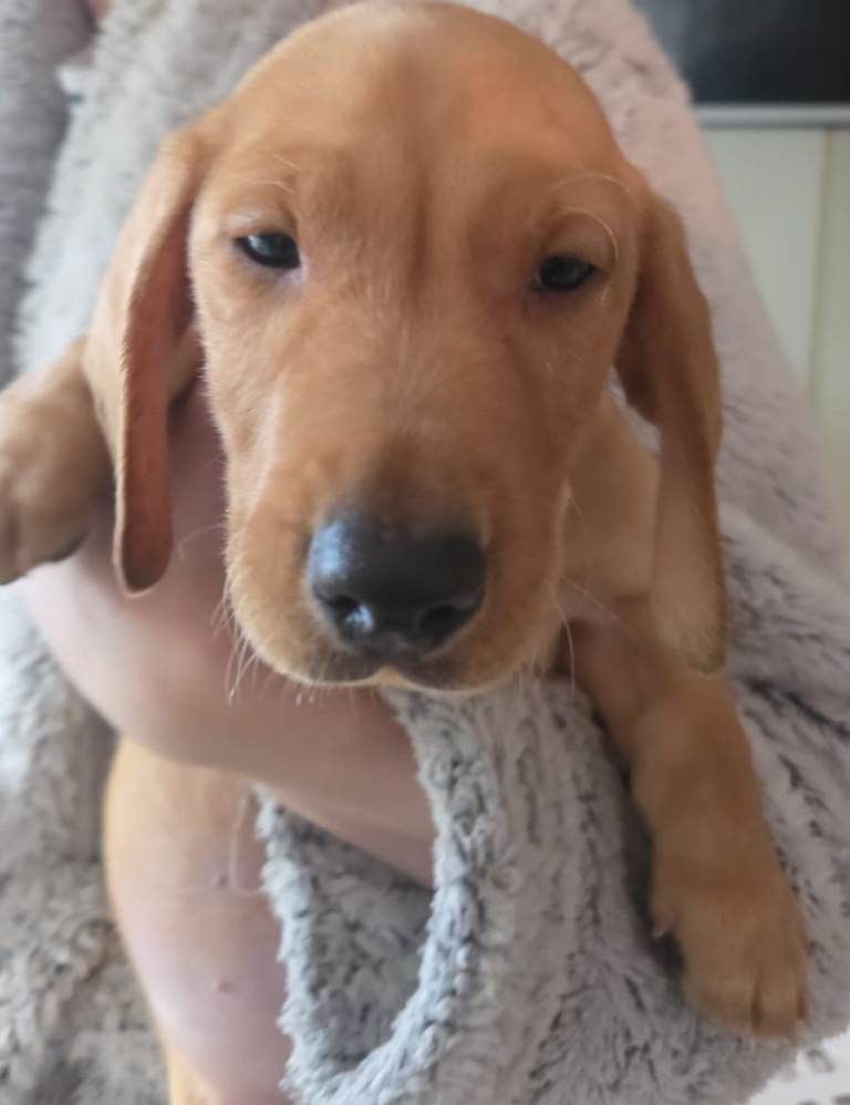Labrador X Dachshund Puppy