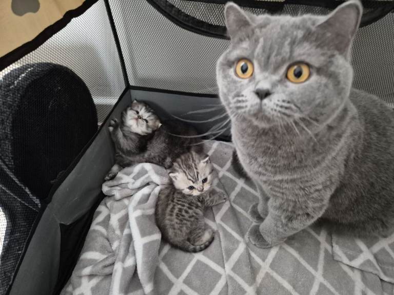 Beautiful British Shorthair & Longhair Kittens