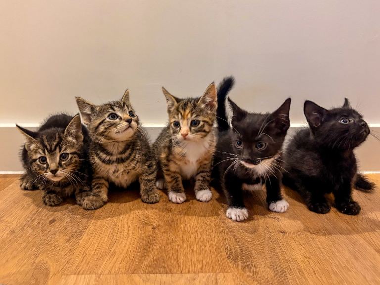 Kittens for sale mix 