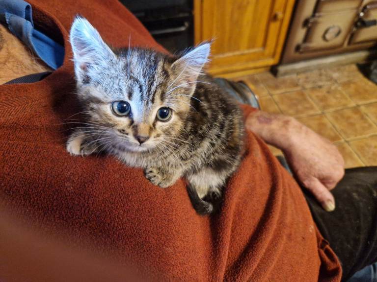 Kittens for sale 