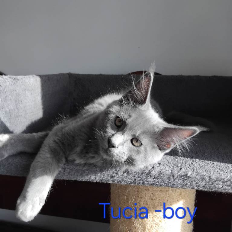 Registred maine coons kittens, tortoise, grey,black smoke
