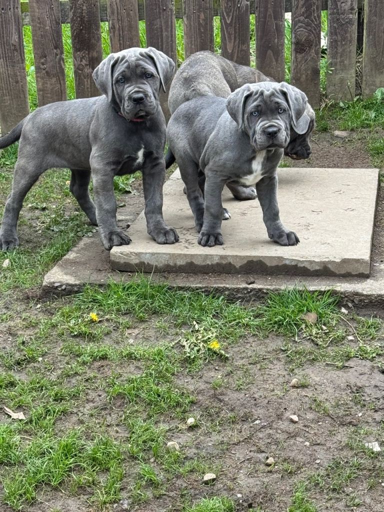 Champion bloodline cane corso puppies