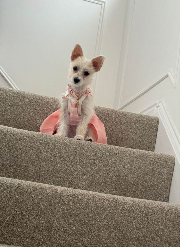 Morkie female Dog