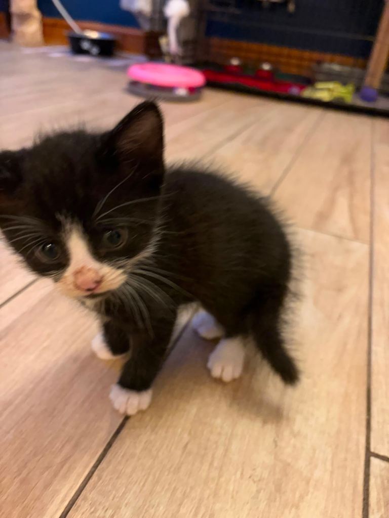 4 kittens ready for there forever home 14th August