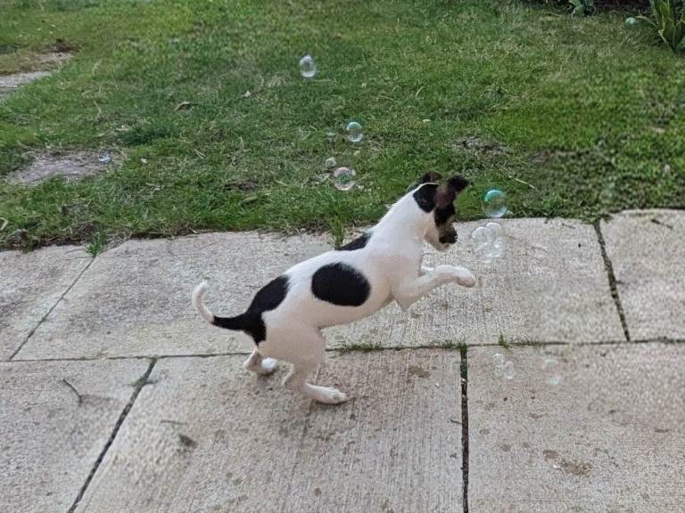 Puppy for sale 
