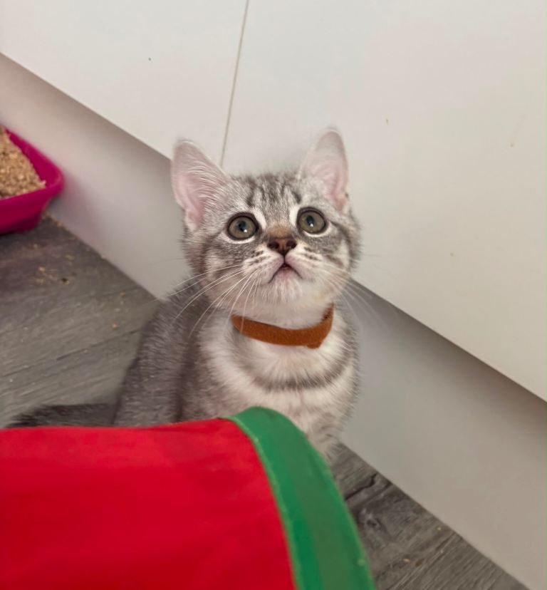 british shorthair kitten