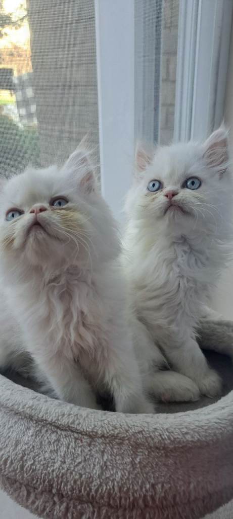 6 beautiful persian chinchilla kittens