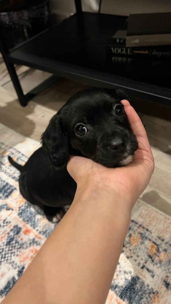 Cockalier cavalier spaniel cross puppy