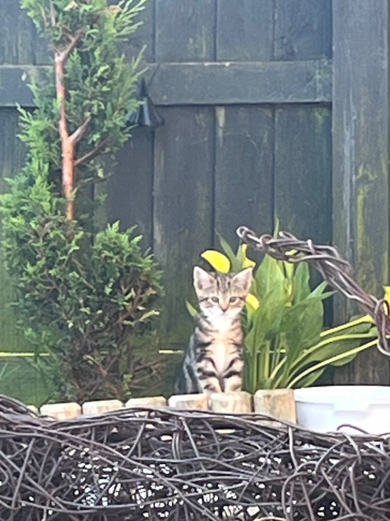 Two adorable kittens bengal cross