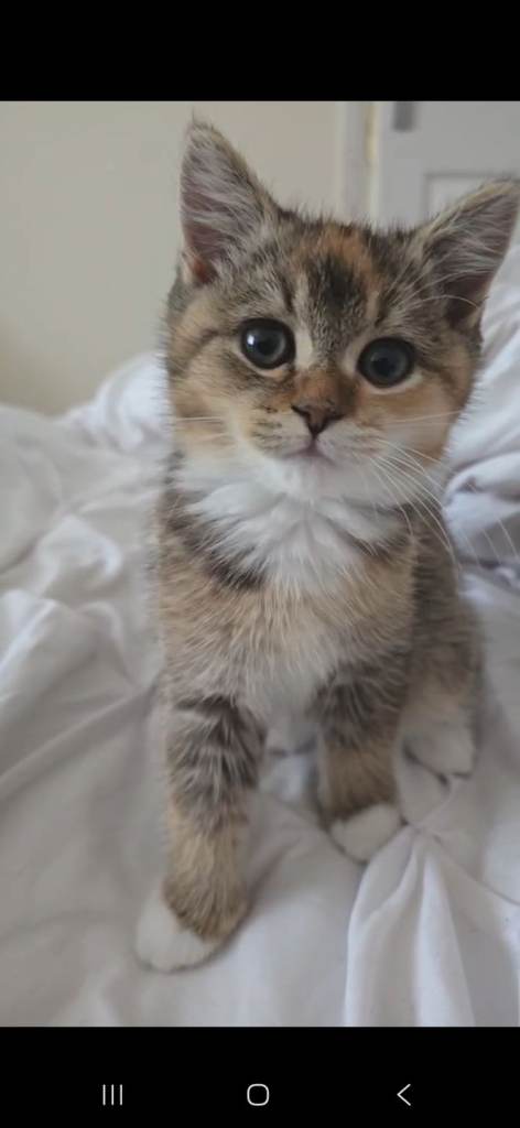 Kitten for sale-British short hair cross breed