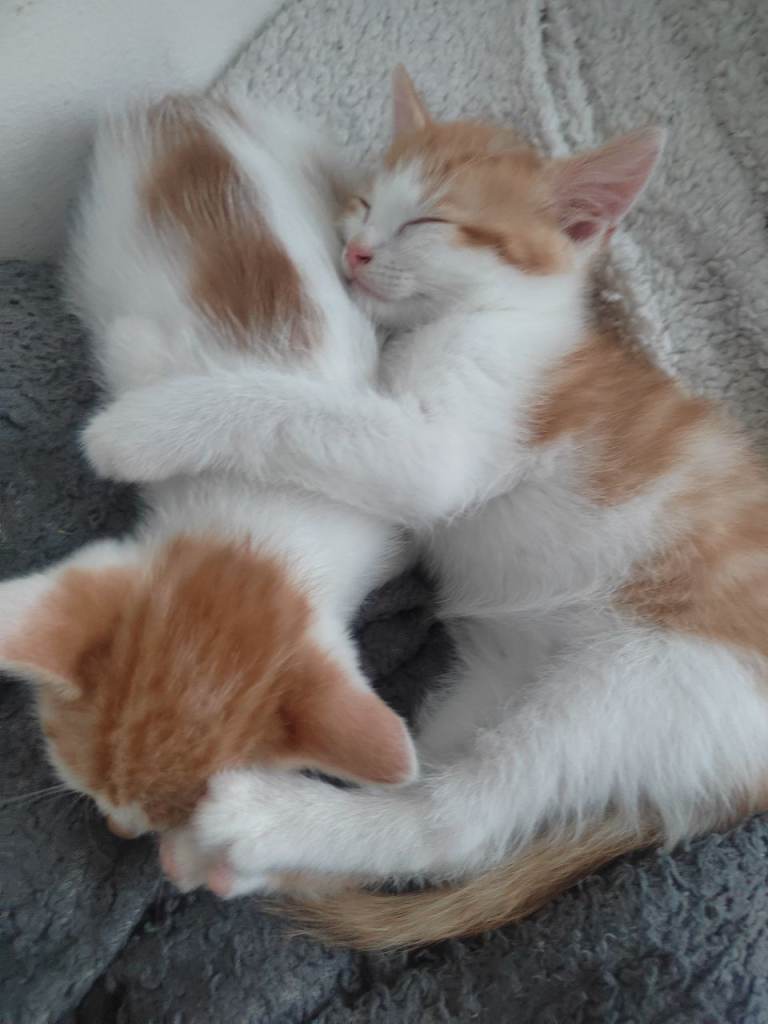 Kitten 