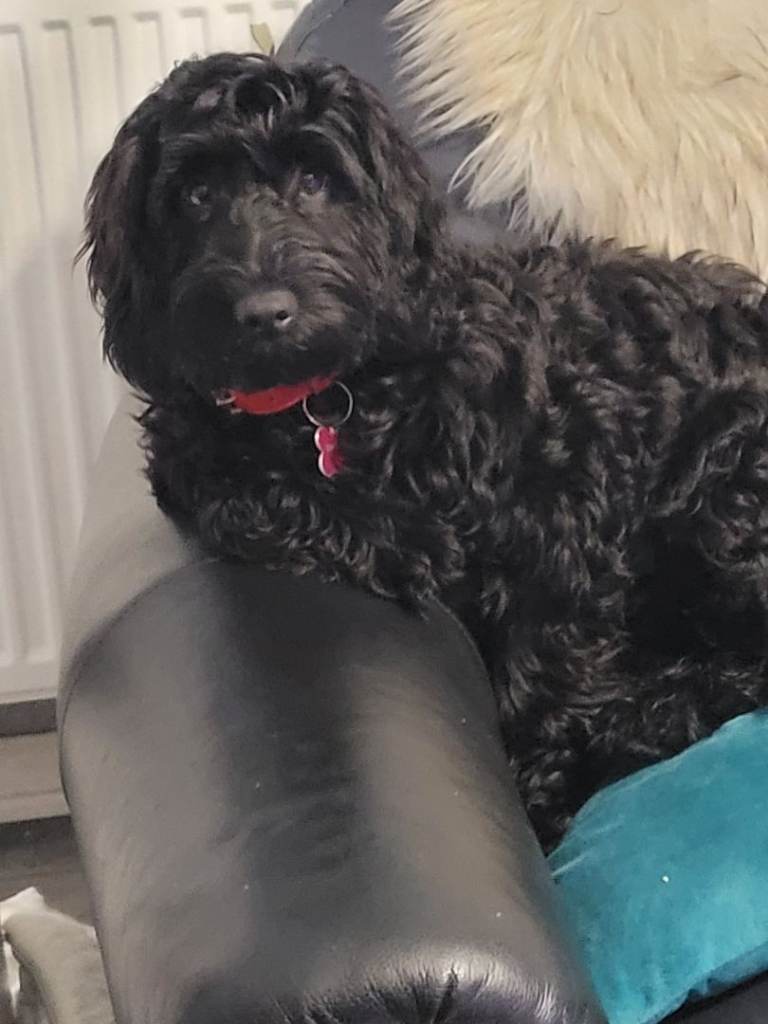 Cockapoo