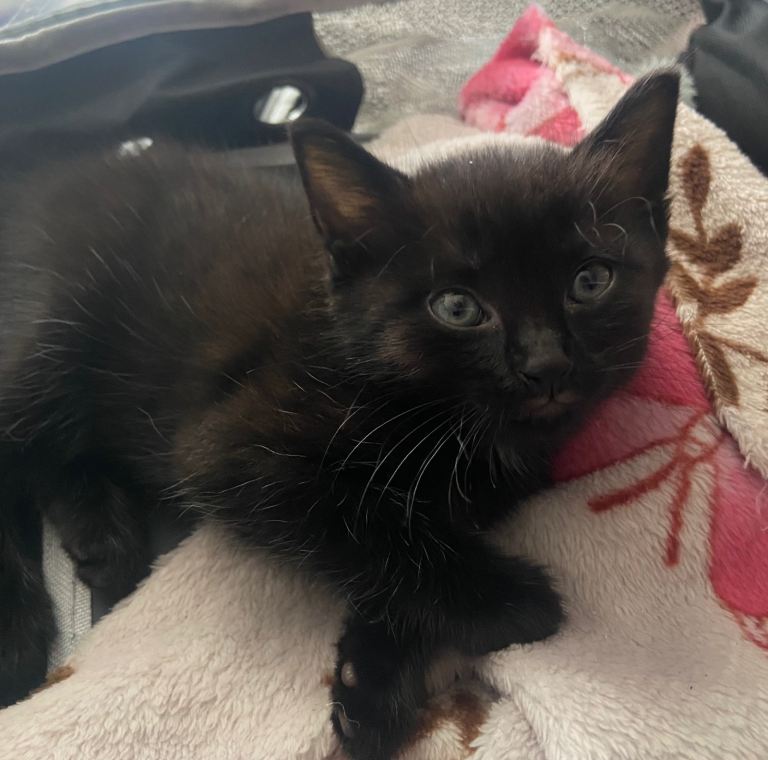 Kitten 
