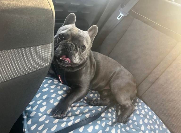 Lovable Frenchie needs his forever home!