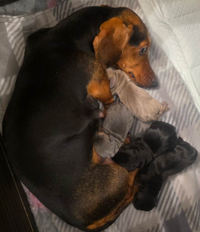 Litter Of Miniature Dachshund Puppies 