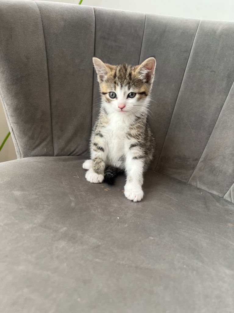 Kittens for sale 