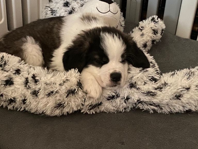 **Reduced price** Gorgeous Saint Bernard puppies looking for homes 