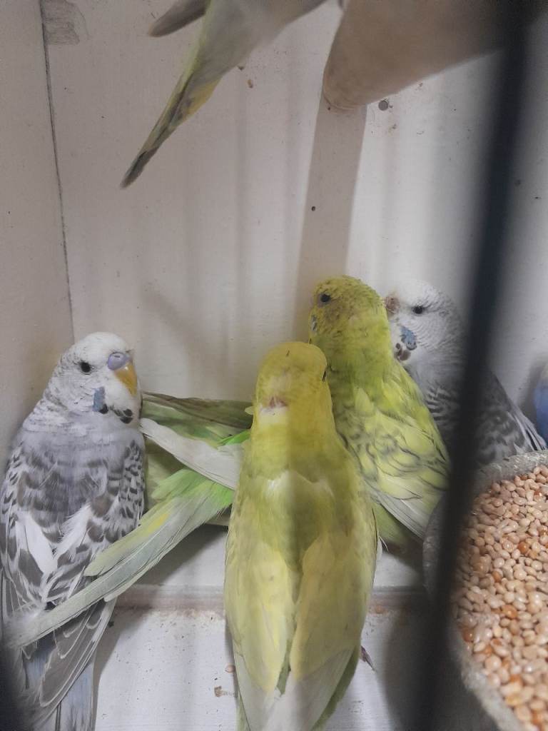 Budgies/Cockatiels for sale 