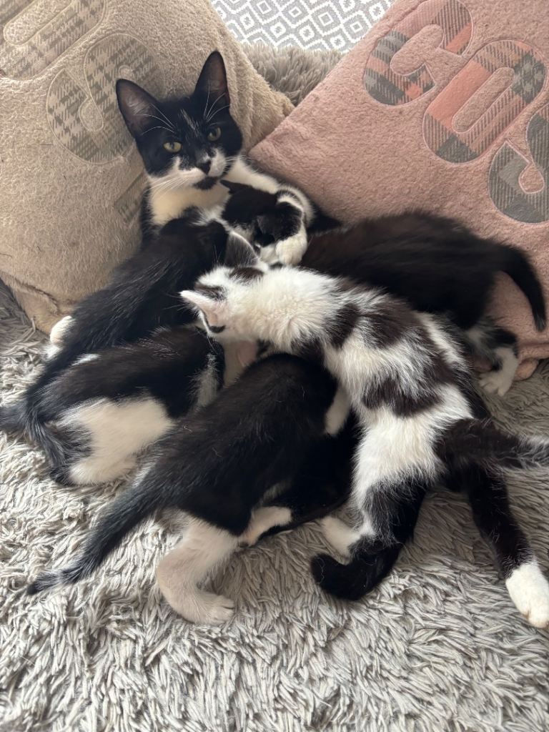Kittens