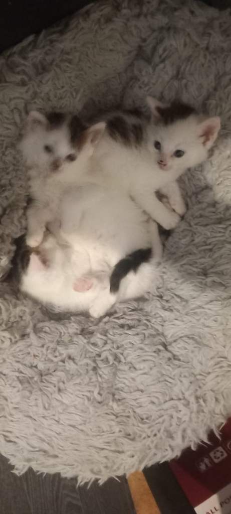 kittens for sale