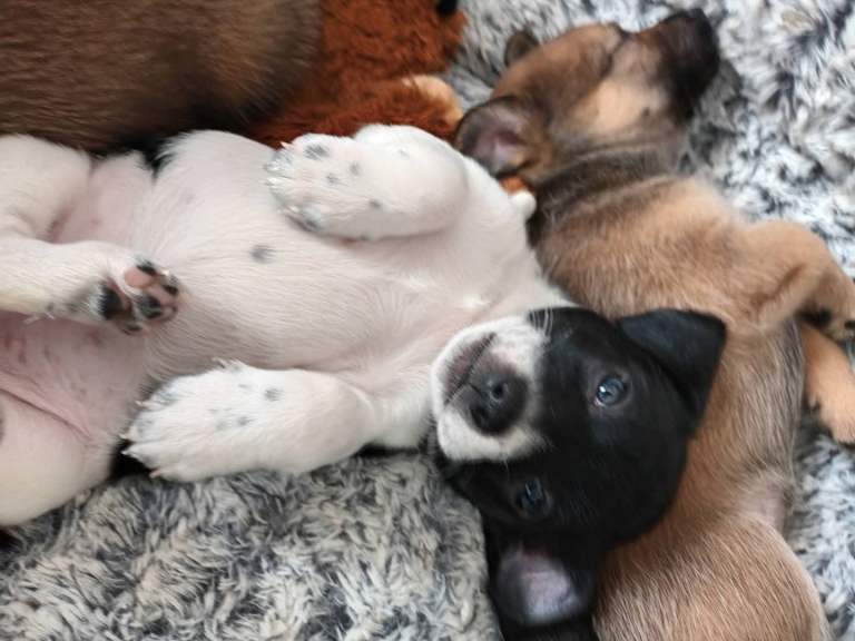 Shih tzu cross jack russell puppies