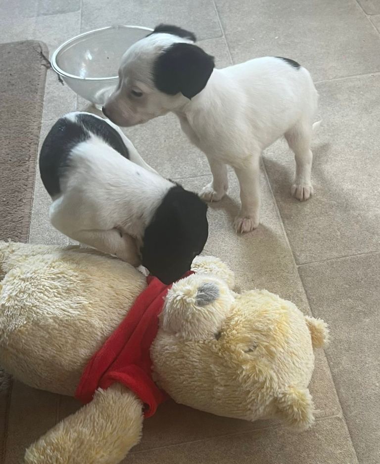 Jack Russell cross Chihuahua