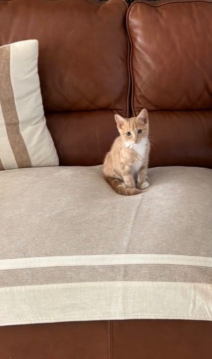 Cute male kitten 