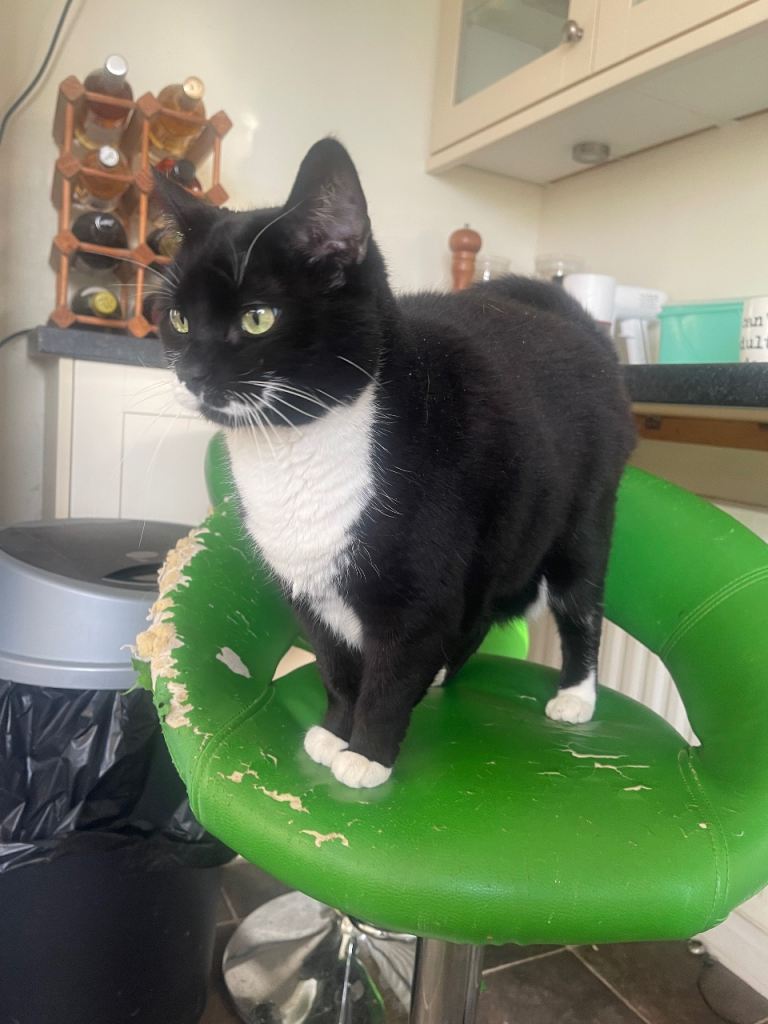 Pair of black & white “Tuxedo” Sisters for rehoming. 